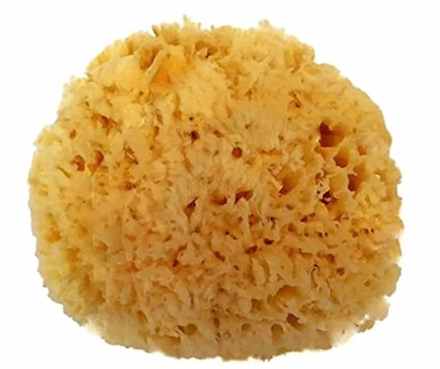 Esponja de mar 100% natural de 5 – 6 pulgadas por Spa Destinations® "Creating The in Home Spa Experience" para la perfecta experiencia de baño o ducha.
