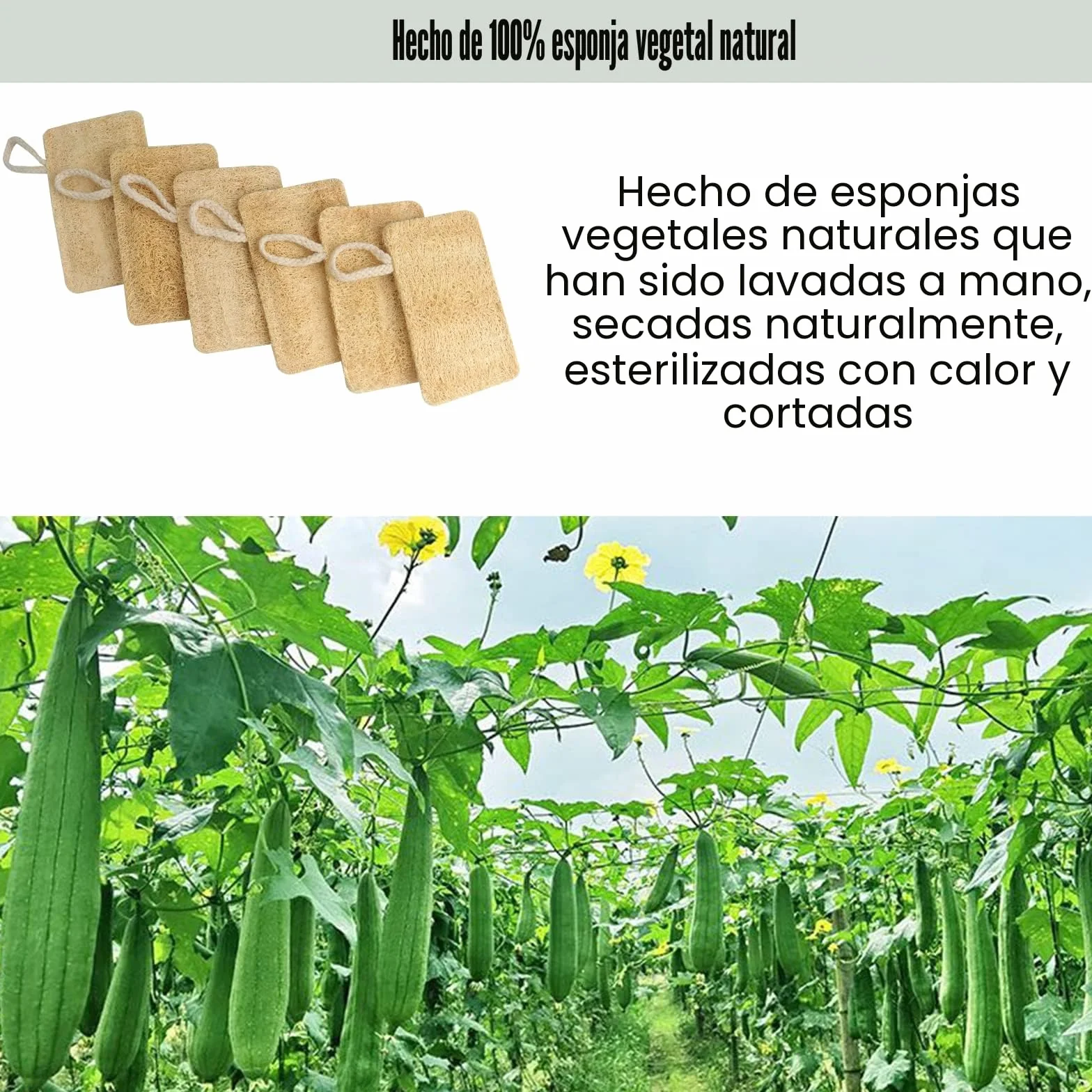 Esponjas Orgánicas para Lavar Platos, Ecológicas, Fibra Vegetal de Lufa Natural - Paquete de 6