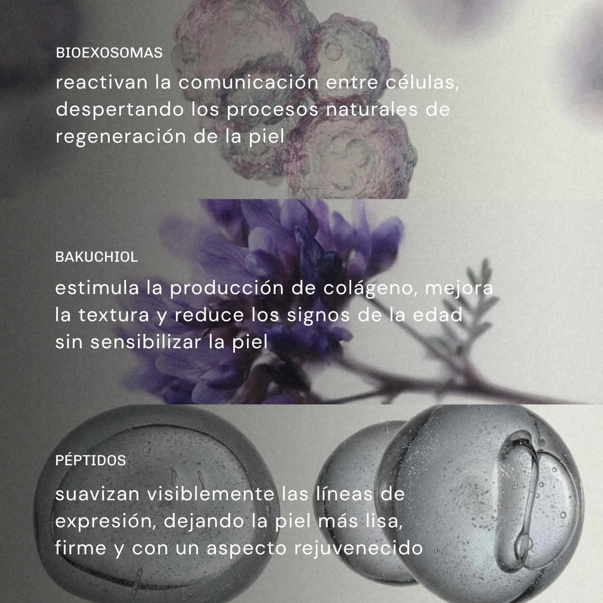 Crema Facial Hidratante con Exosomas y Bakuchiol | Crema Facial Antiedad con Péptidos | Mejora Apariencia de Arrugas y Firmeza | Hidratación Intensa y Piel Uniforme | 50 ml