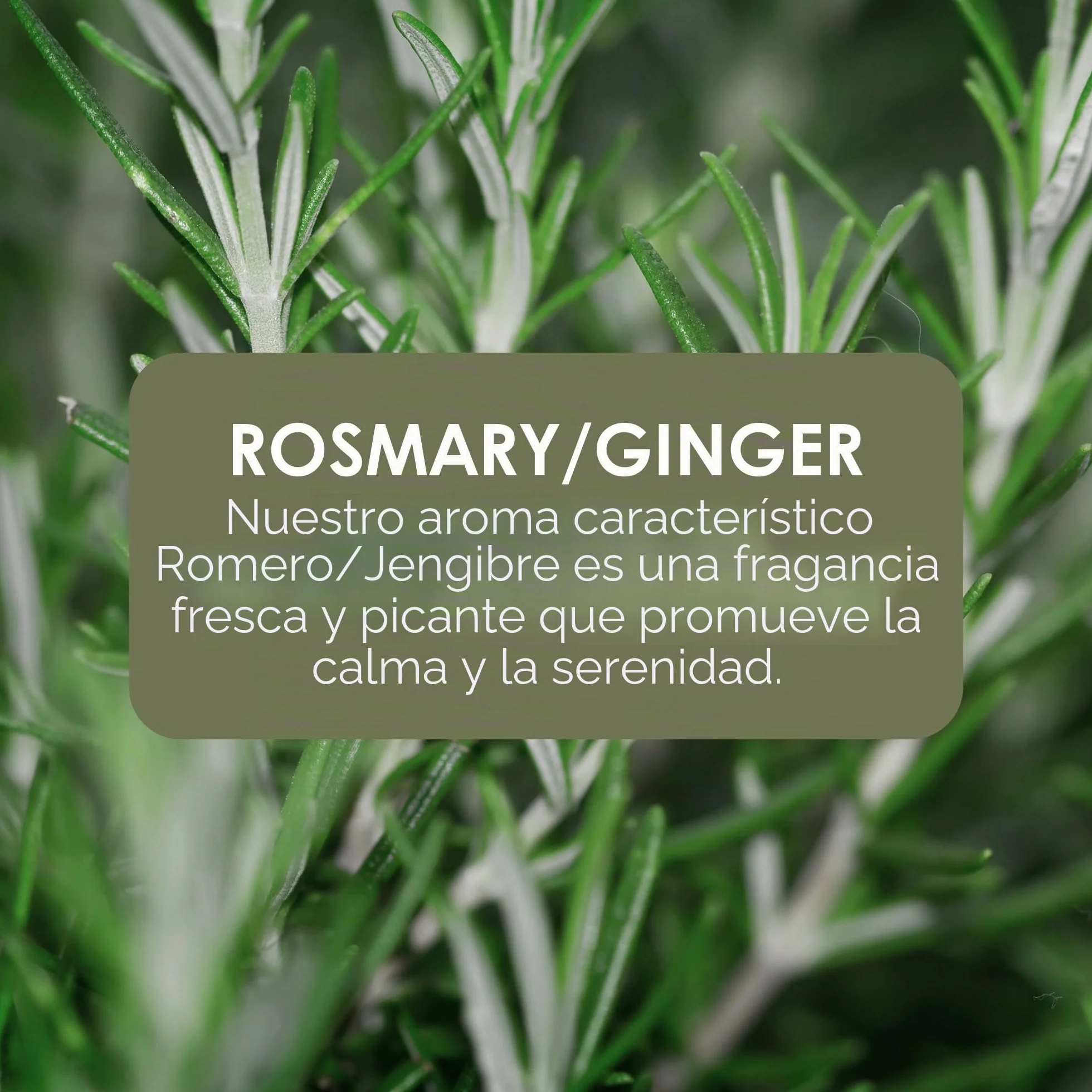 Jean & Len Jabón de manos Rosemary & Ginger 250 ml dosificador recargable
