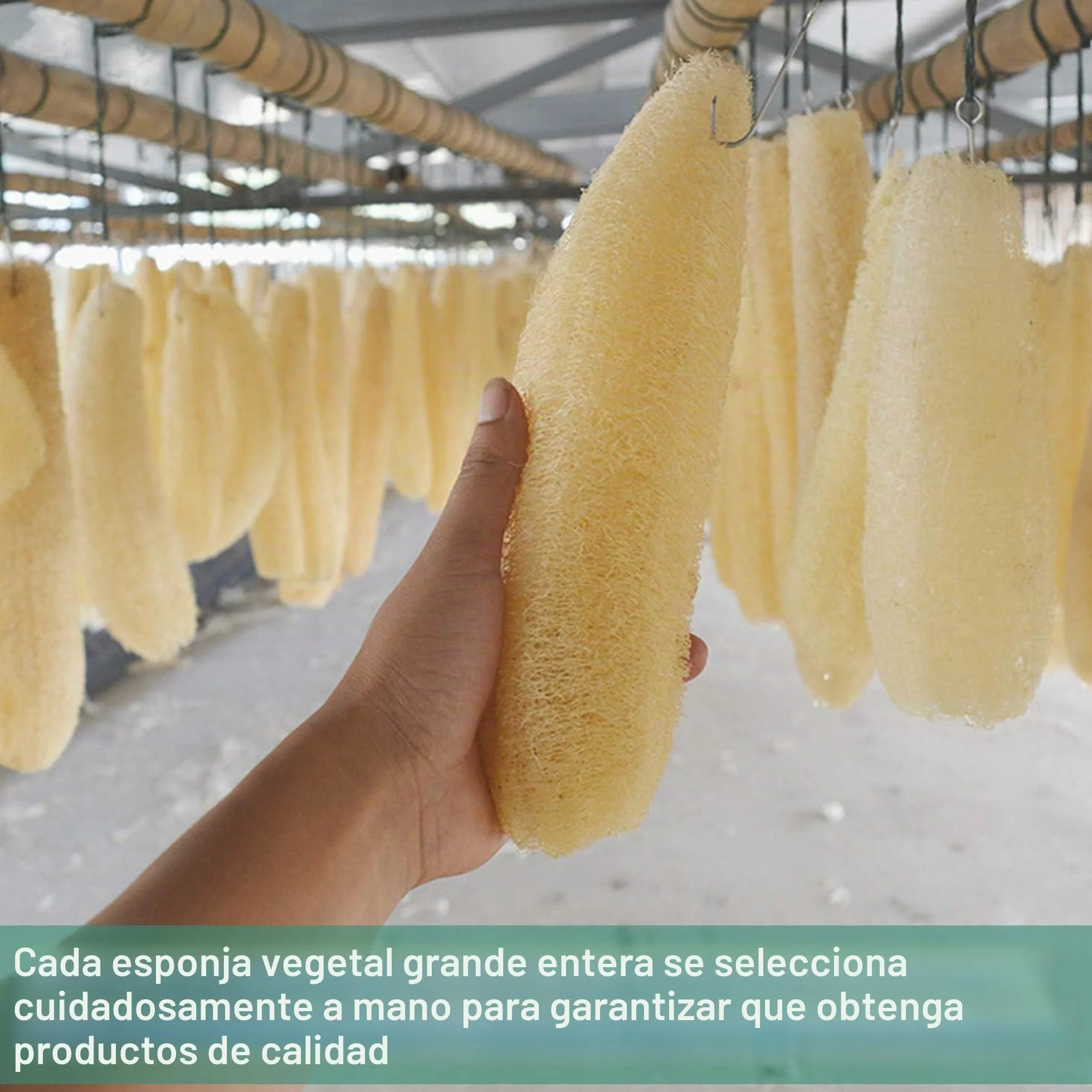 Esponjas de lufa orgánicas naturales grandes exfoliantes para ducha, baño, paquete de 4